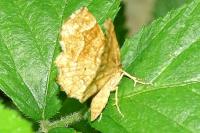 Cepphis advenaria