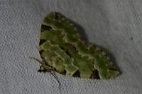 Colostygia pectinataria