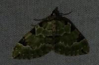 Colostygia pectinataria