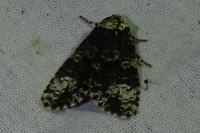 Craniophora ligustri