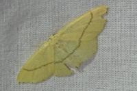 Cyclophora linearia