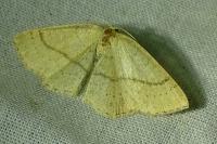 Cyclophora linearia