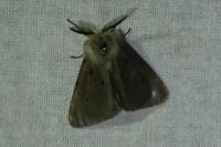 Diaphora mendica