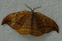Drepana curvatula
