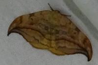 Drepana curvatula