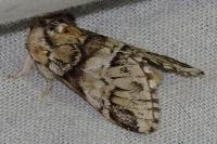 Drymonia dodonaea