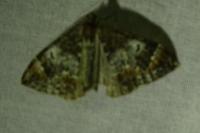 Dysstroma truncata