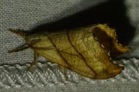 Falcaria lacertinaria