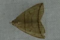 Herminia grisealis