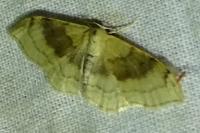 Idaea degeneraria