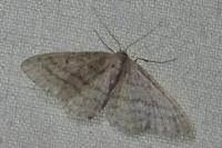 Idaea subsericeata