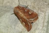 Lacanobia oleracea