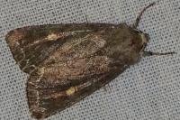 Lacanobia oleracea