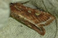 Lacanobia oleracea