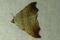 Laspeyria flexula