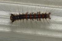 Lymantria dispar