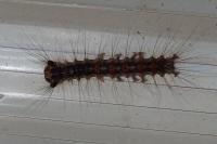 Lymantria dispar