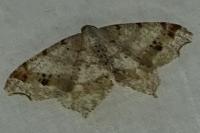 Macaria alternata