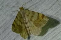 Macaria liturata
