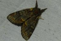 Notodonta dromedarius