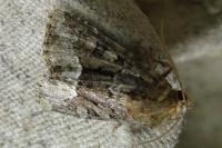 Oligia