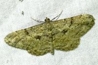 Peribatodes rhomboidaria rhomboidaria
