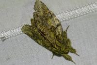 Peridea anceps