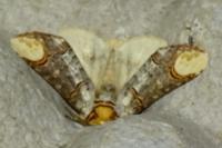 Phalera bucephala