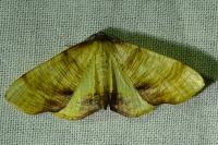 Plagodis dolabraria