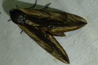 Sphinx ligustri