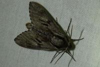 Hyloicus pinastri