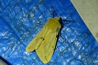 Spilarctia lutea