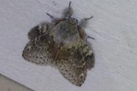 Stauropus fagi