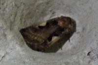 Xestia c-nigrum