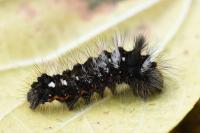 Acronicta rumicis