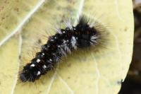 Acronicta rumicis