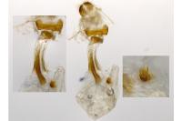 Epirrhoe alternata