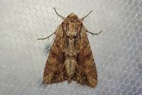 Apamea monoglypha monoglypha