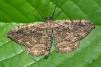 Philereme transversata