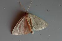 Pachycnemia tibiaria tibiaria