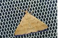 Zanclognatha lunalis