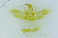 Cosmorhoe ocellata