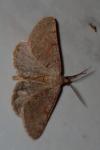 Isturgia miniosaria