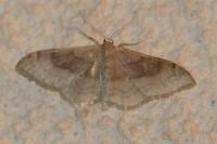Idaea degeneraria