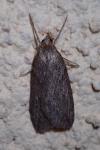 Pachycnemia hippocastanaria hippocastanaria