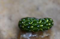Anarta myrtilli