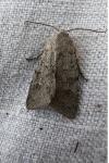 Ammoconia senex