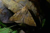 Colotois pennaria