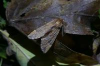 Ptilophora plumigera