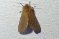 Ptilophora plumigera